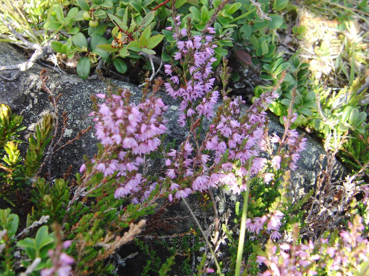 Вилла Strind Gard, Visdalssetra Boverdalen Экстерьер фото